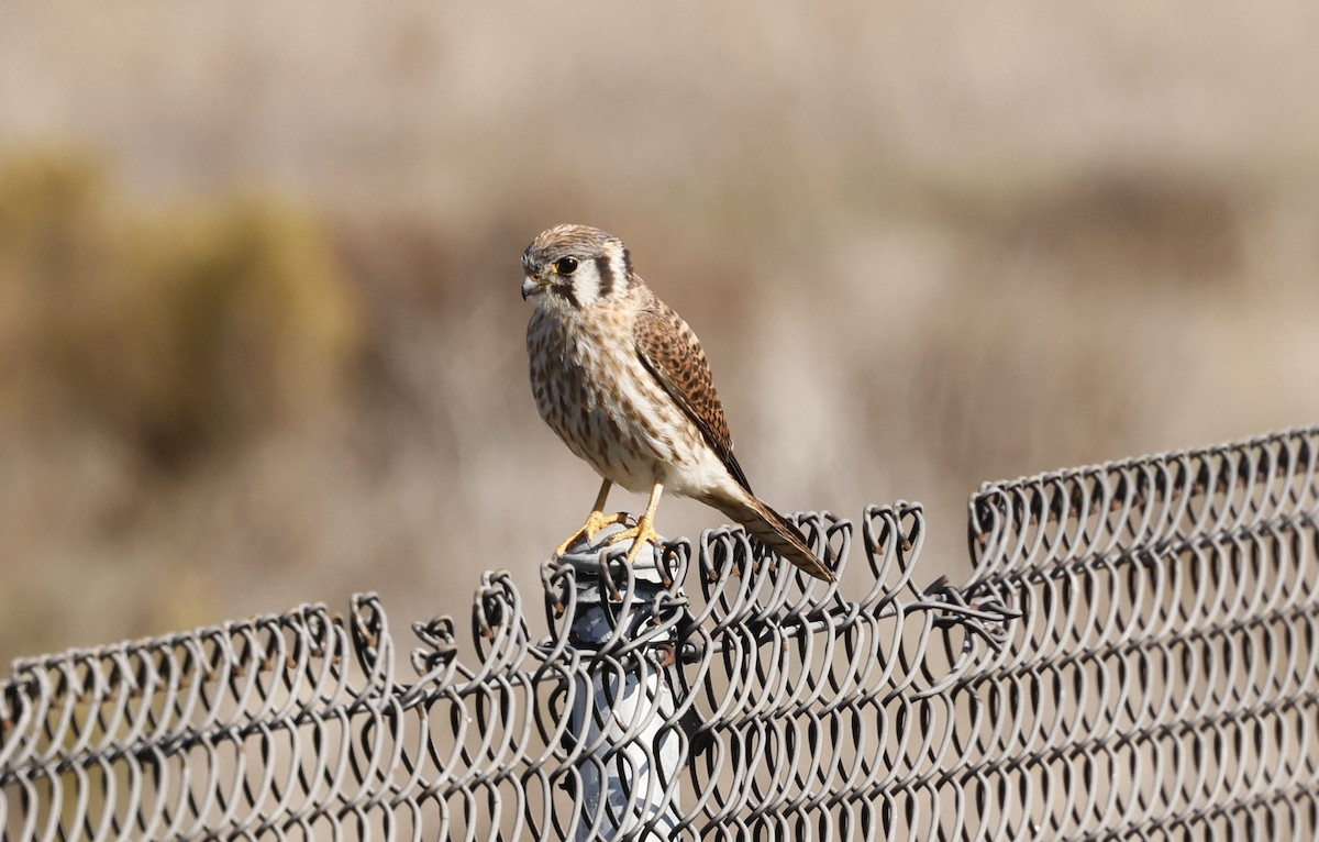 American Kestrel - John Bruin