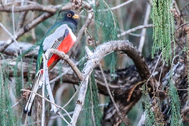 Trogon élégant - ML515347681