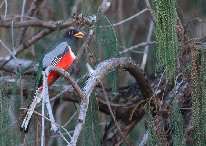 Elegant Trogon - ML515347691