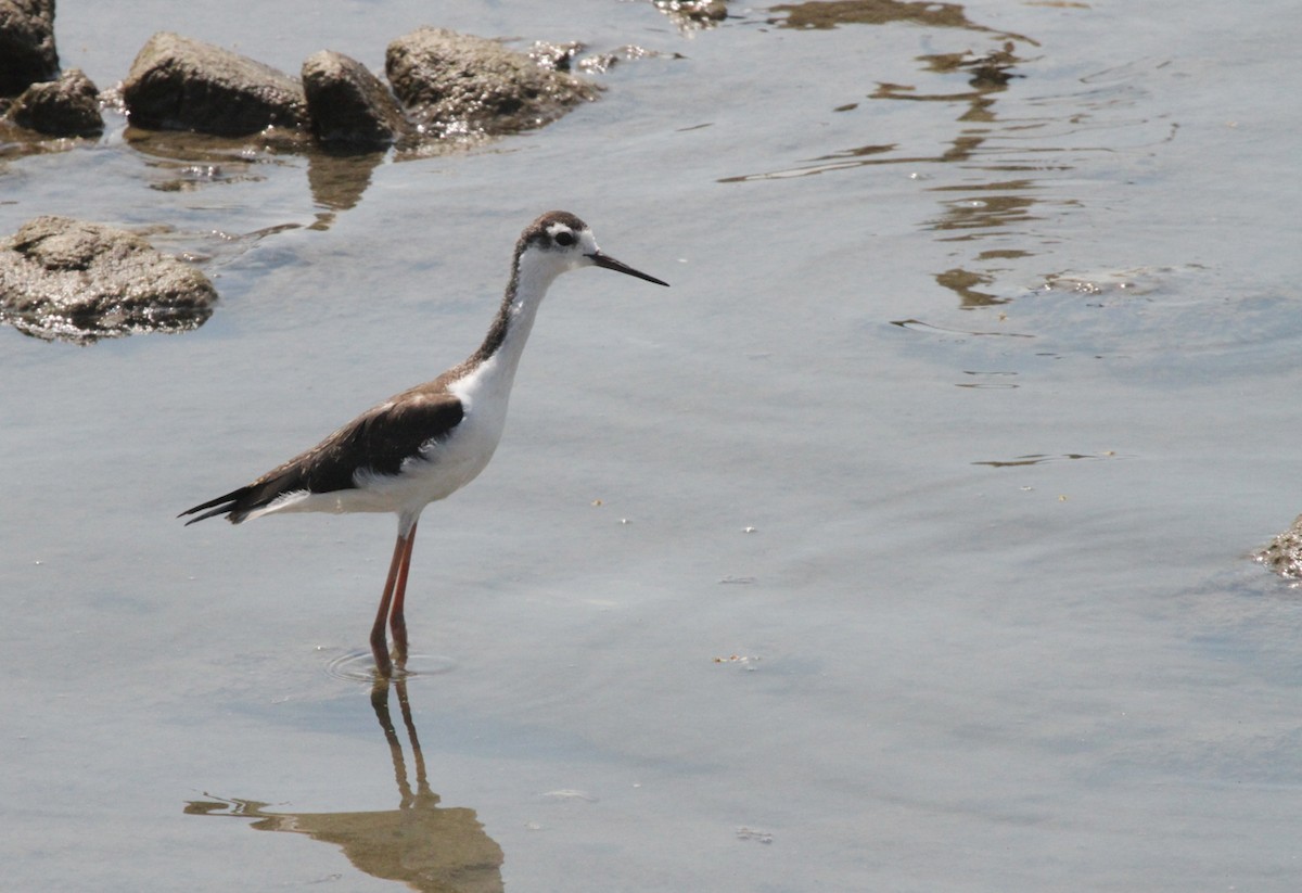 Black-necked Stilt - Kendall Watkins