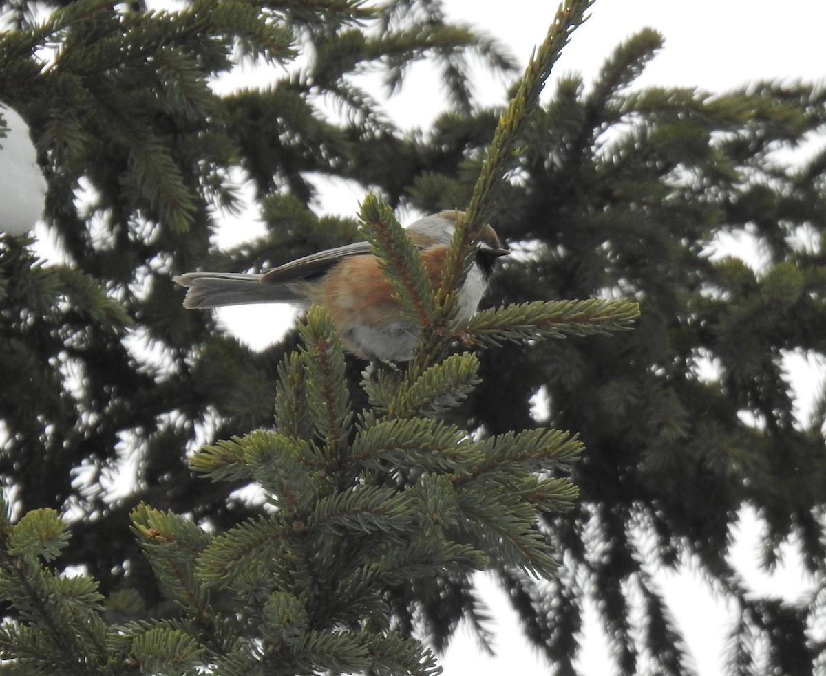 Boreal Chickadee - ML515349171