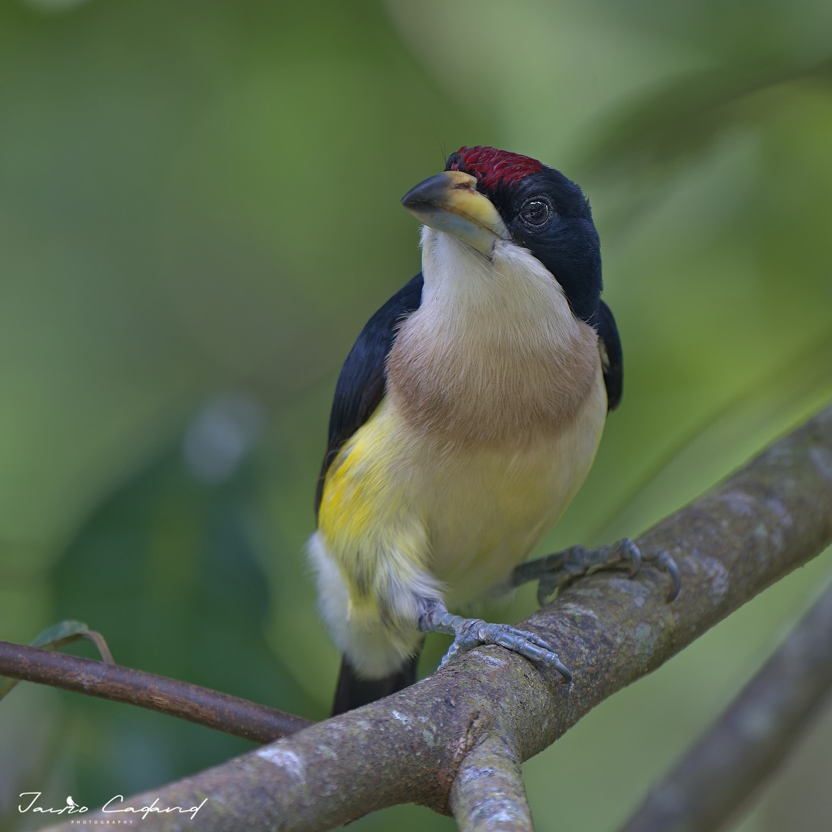 White-mantled Barbet - ML515351351