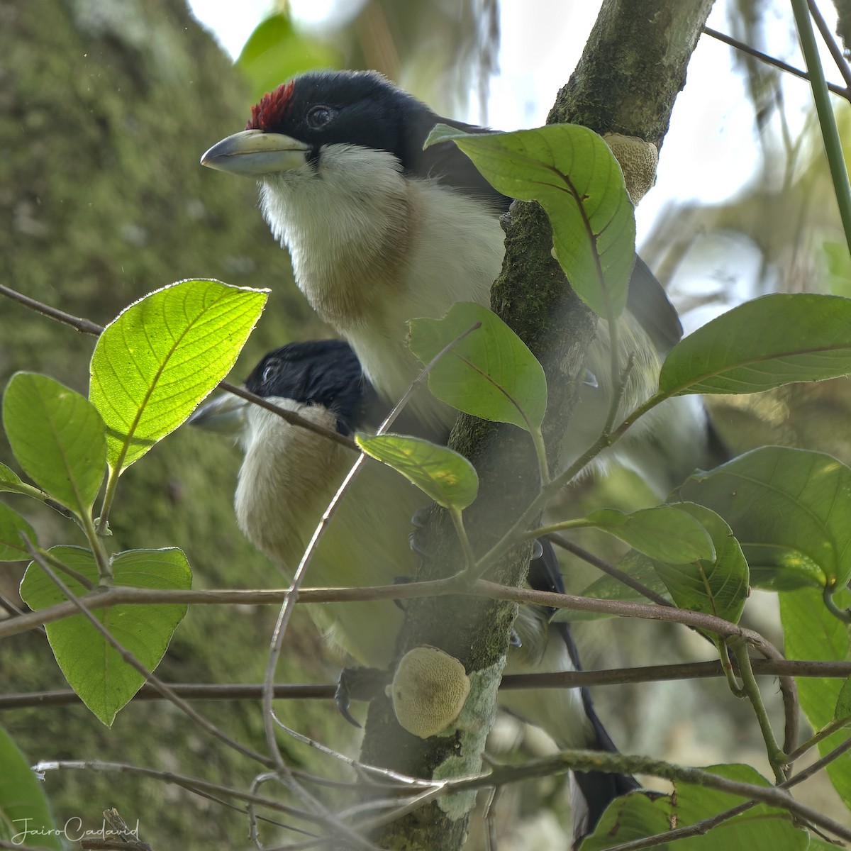 White-mantled Barbet - Jairo Cadavid