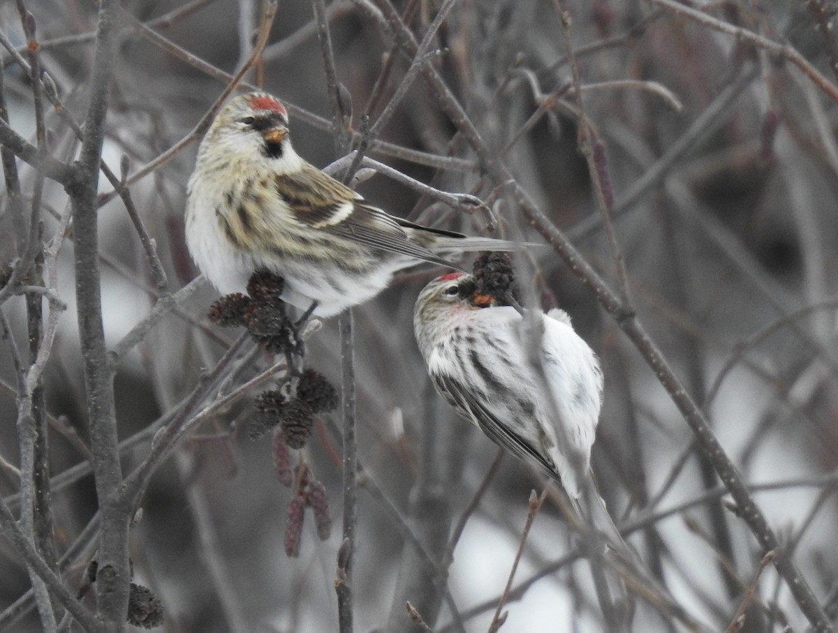 Common Redpoll - ML515351371