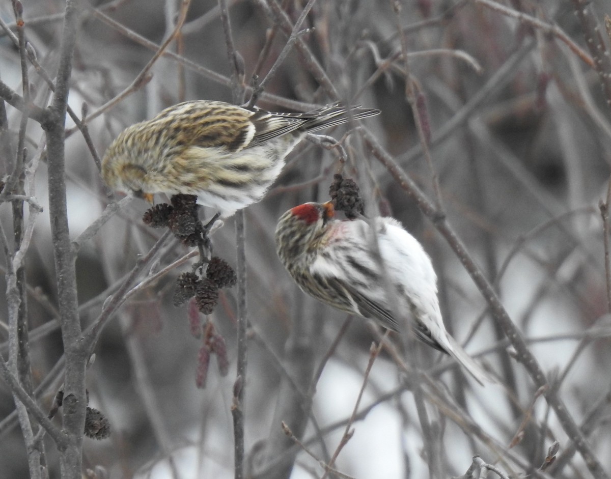 Common Redpoll - ML515351391