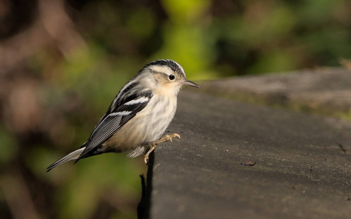 Black-and-white Warbler - ML515352921