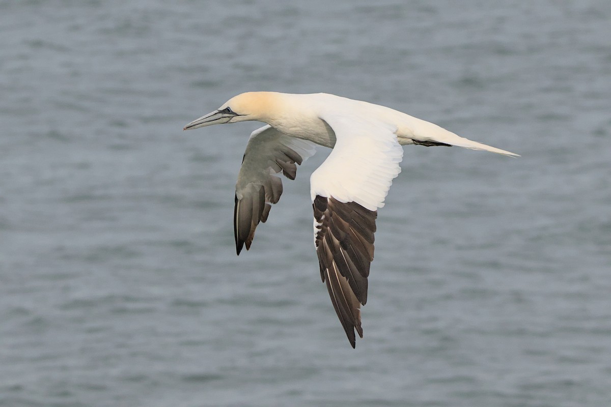 Northern Gannet - ML515354771