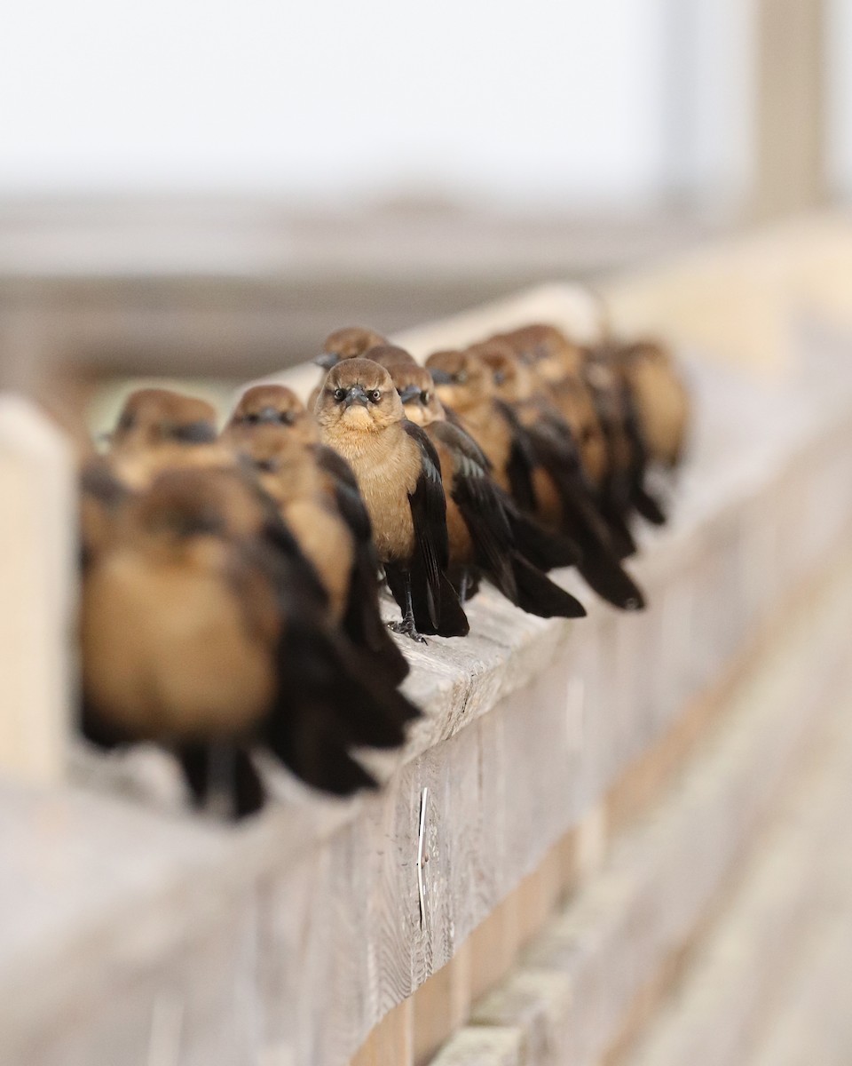 Boat-tailed Grackle - ML515354831