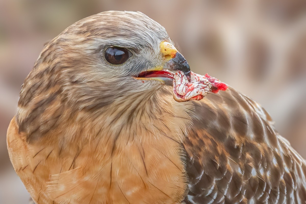 Rotschulterbussard - ML515355731