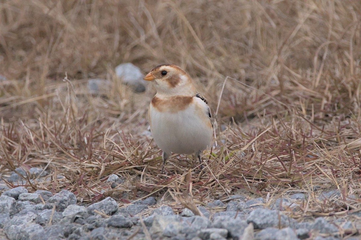 Snow Bunting - ML515355861