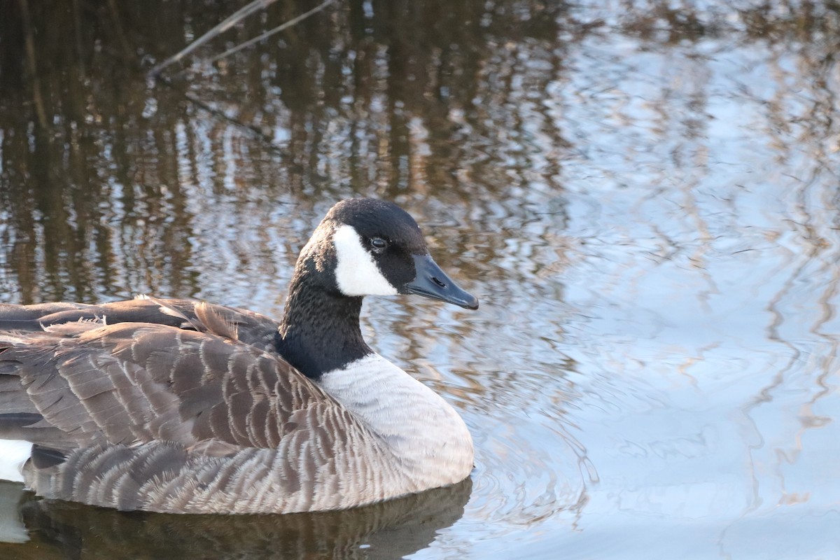 Canada Goose - ML515356301