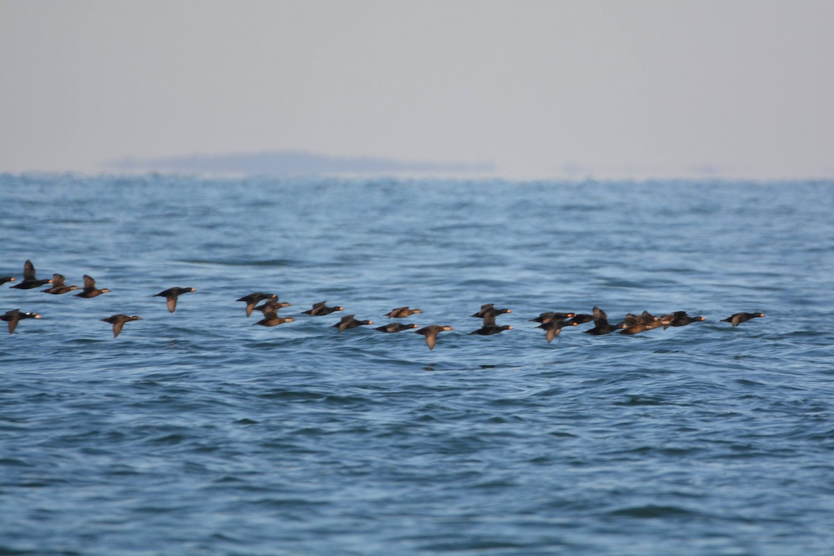 Black Scoter - ML515356551