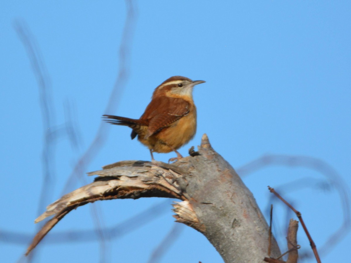 Carolina Wren - ML515356631