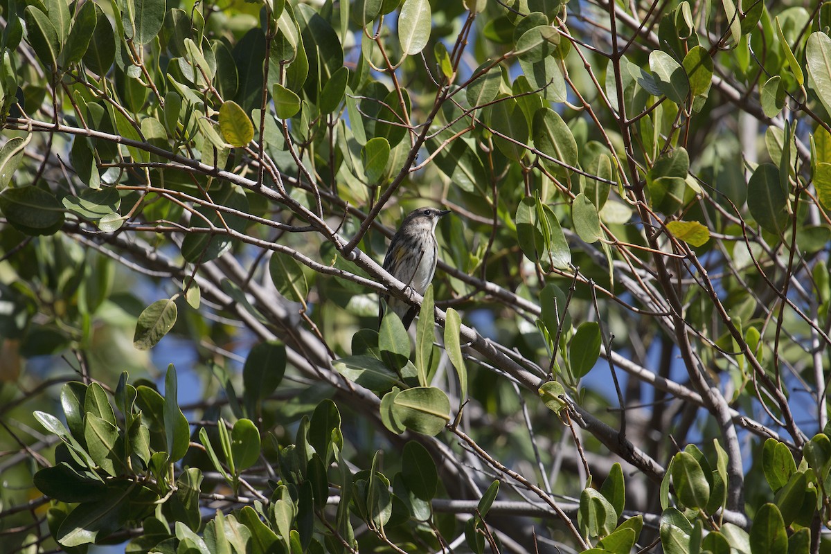 Yellow-rumped Warbler - ML515357561