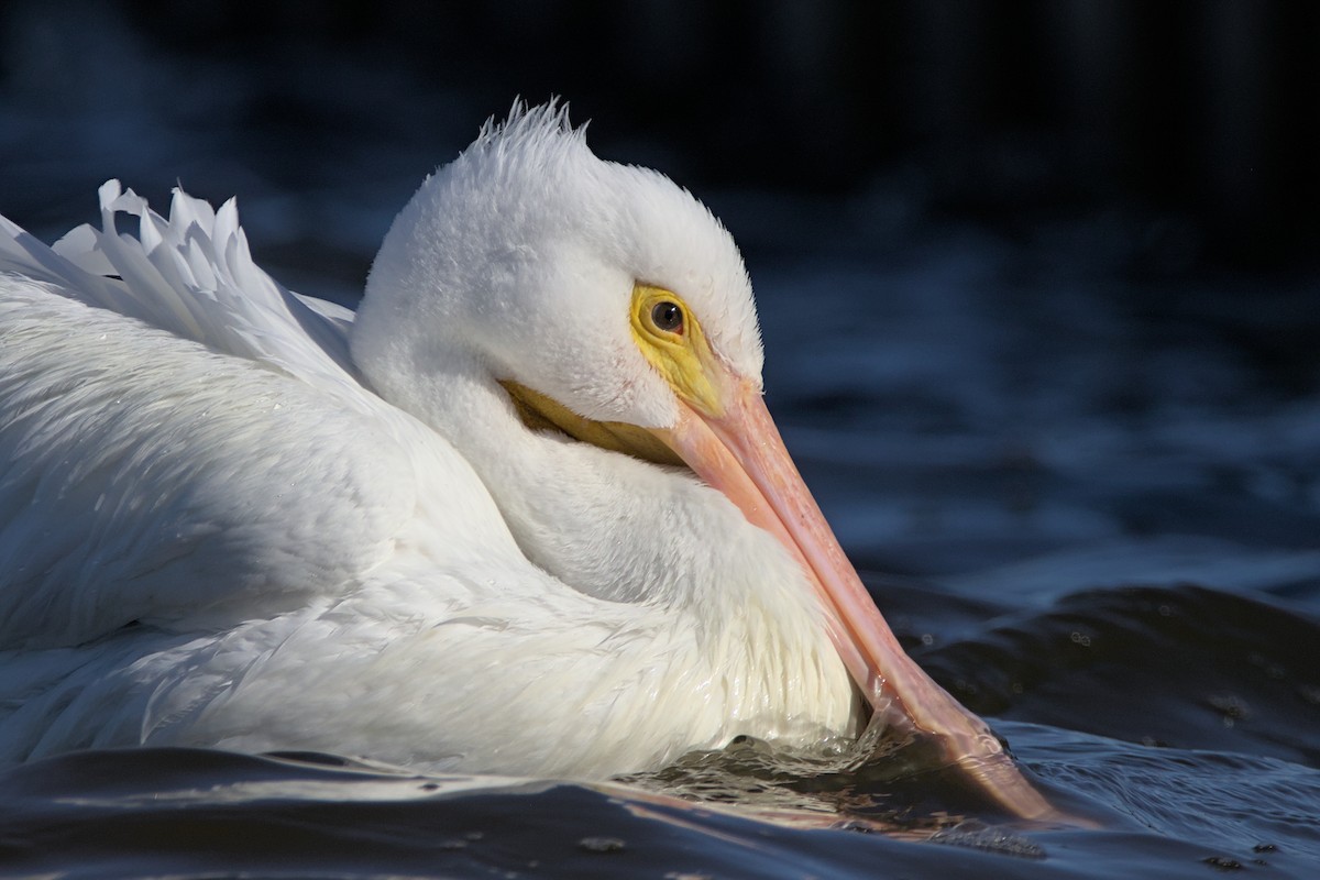 American White Pelican - ML515358481