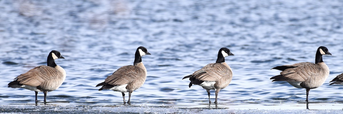 Cackling Goose (Richardson's) - Steven Mlodinow