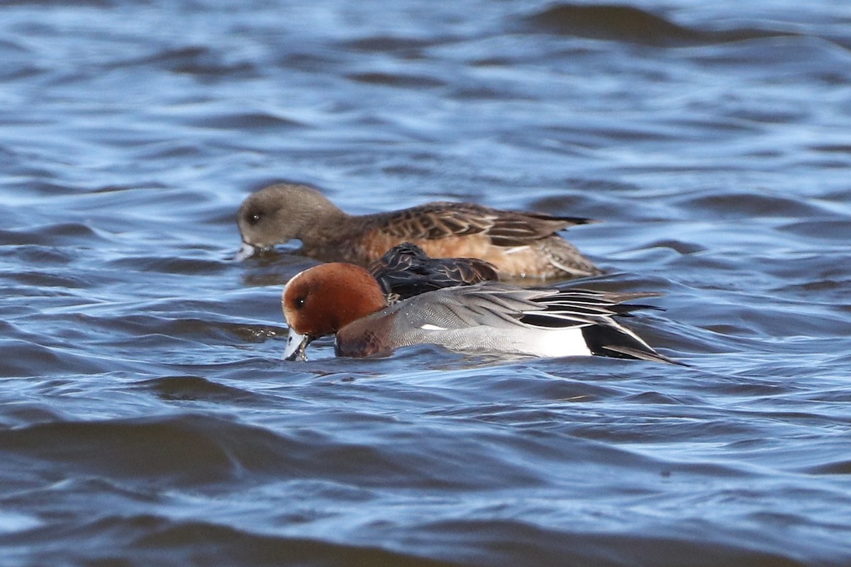 Eurasian Wigeon - ML515359271