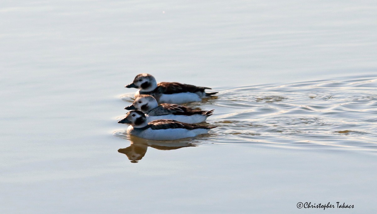Long-tailed Duck - ML515359281