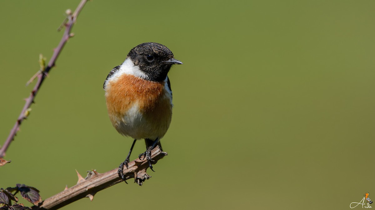 European Stonechat - ML51535931