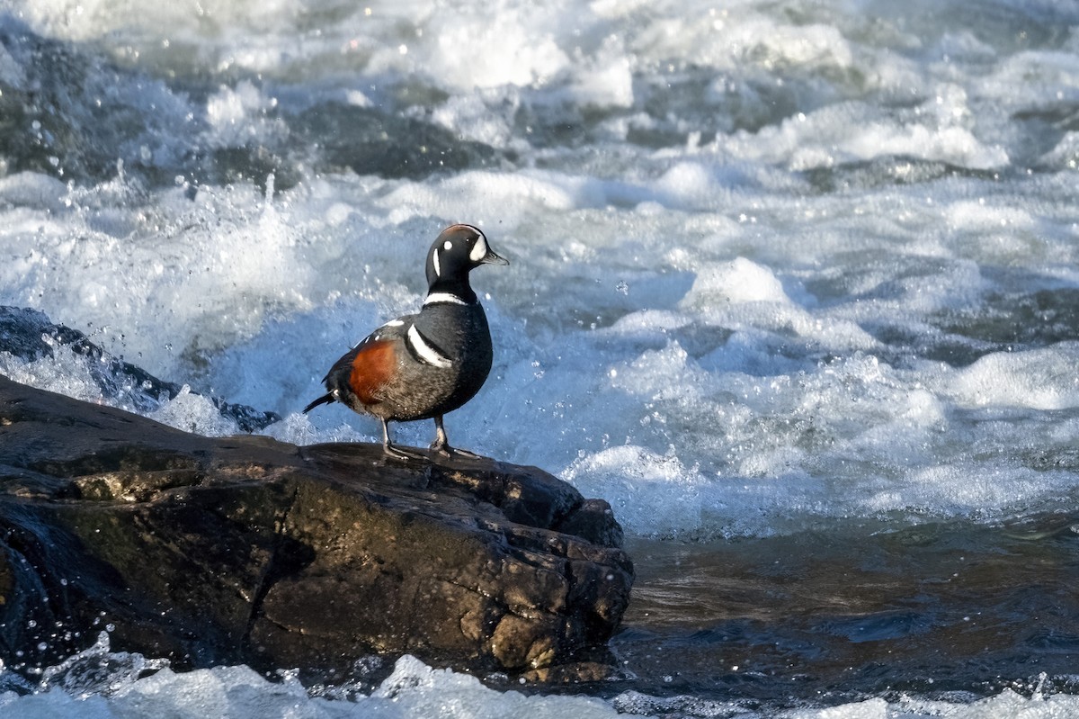 kačka strakatá - ML515360371