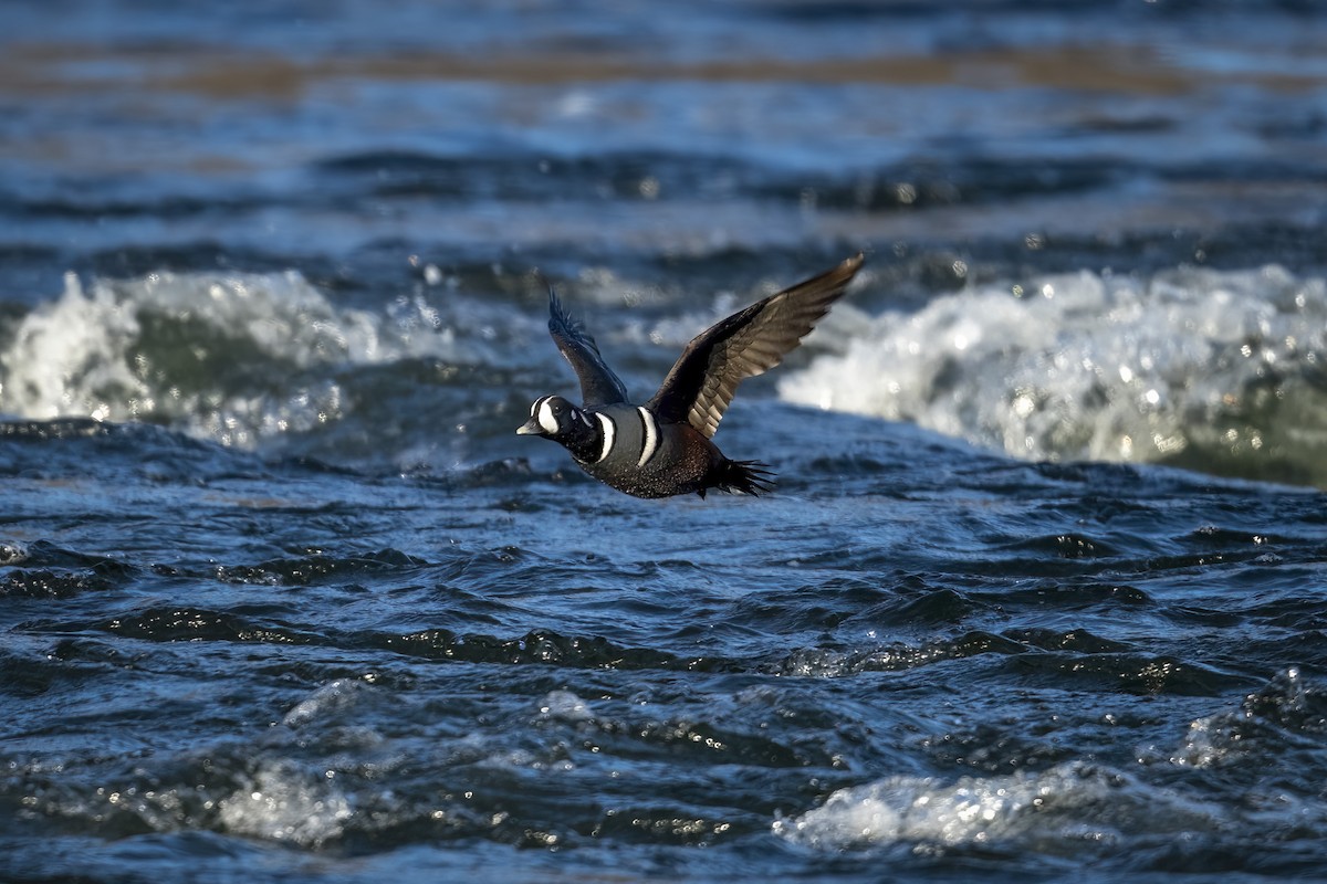 kačka strakatá - ML515360381