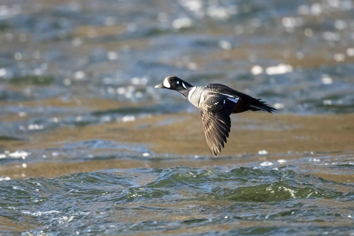 kačka strakatá - ML515360391