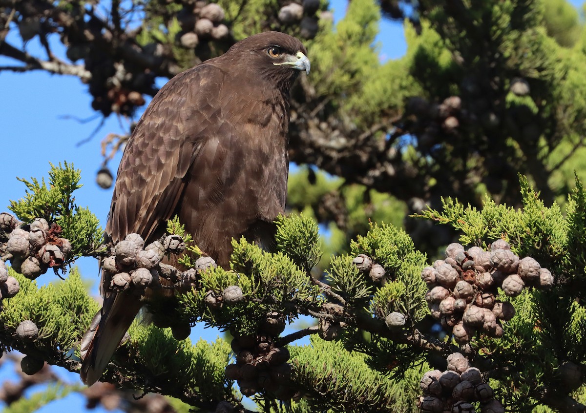 Red-tailed Hawk - ML515361101