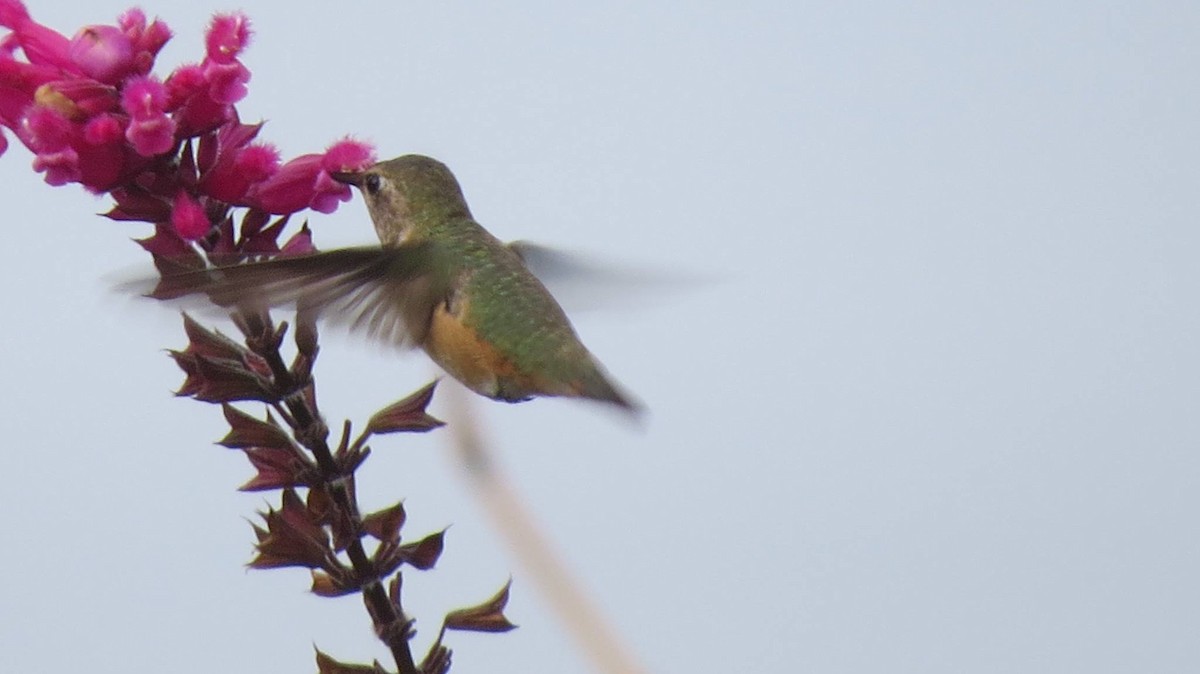 Rufous Hummingbird - ML515362541