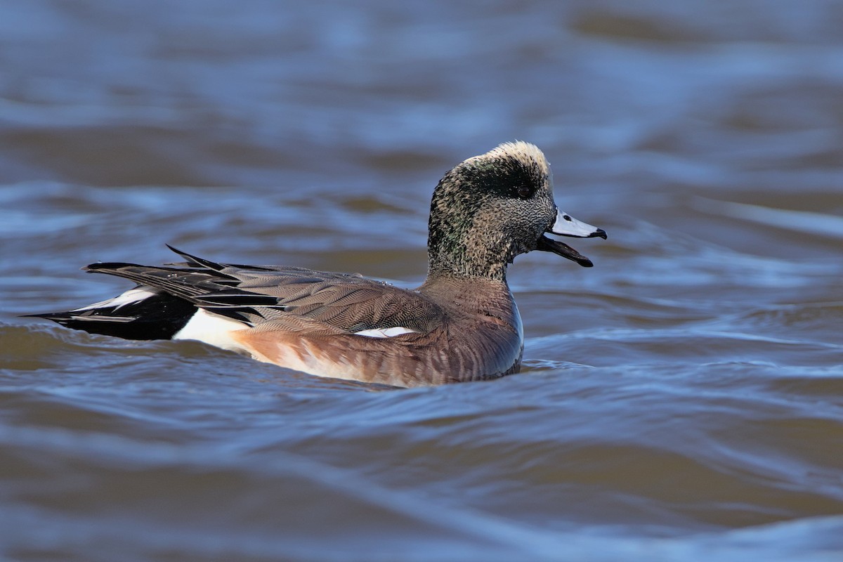 American Wigeon - ML515363331