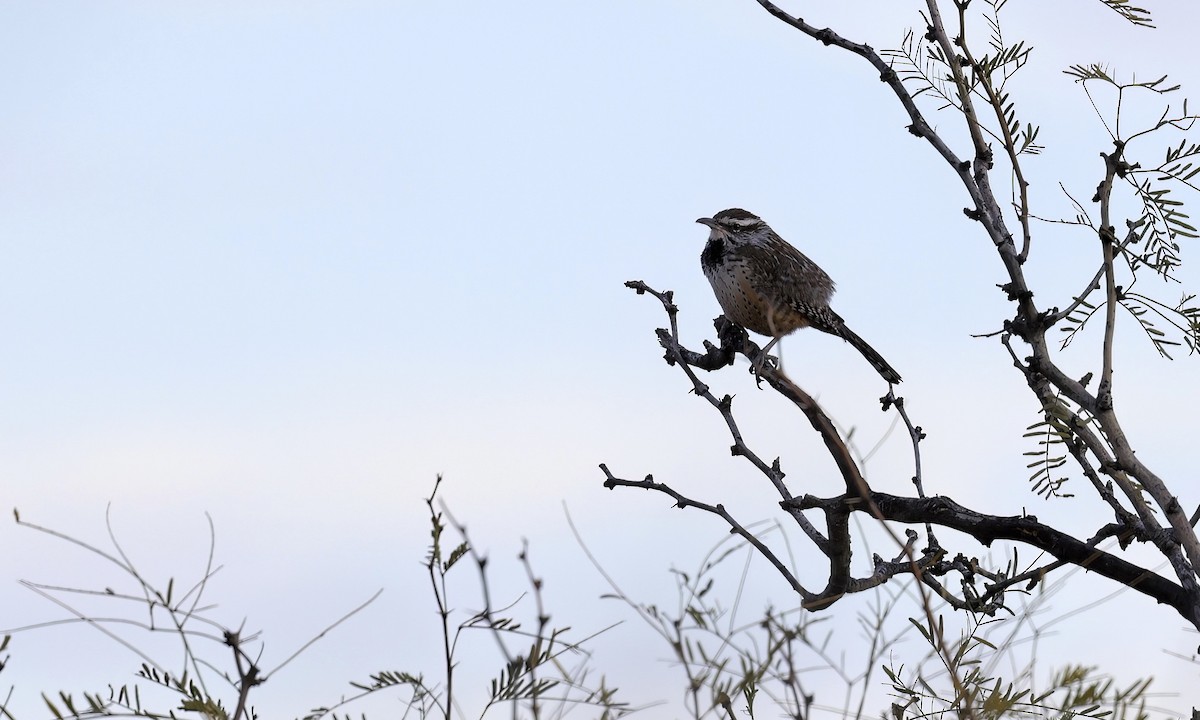 Cactus Wren - ML515363741