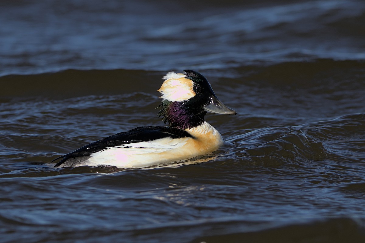 Bufflehead - ML515365031