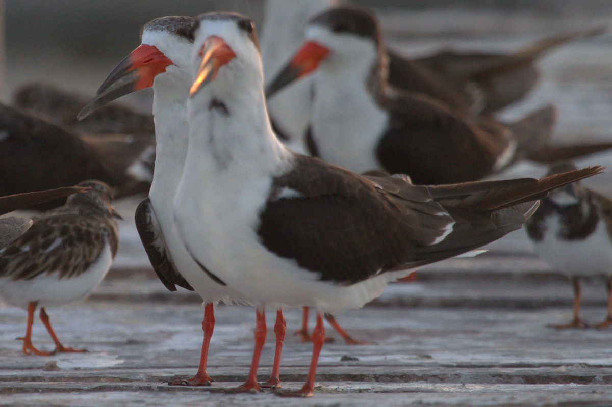 Black Skimmer - ML515365611