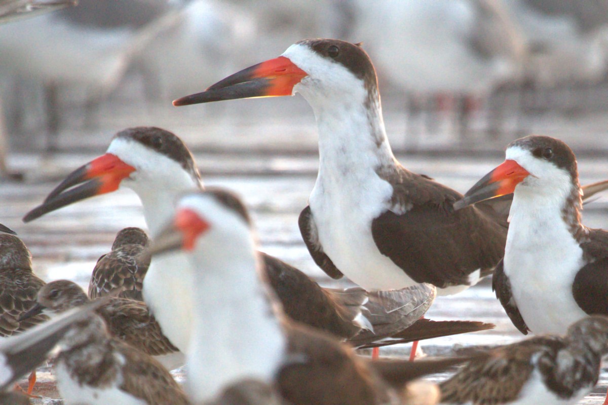 Black Skimmer - ML515365621