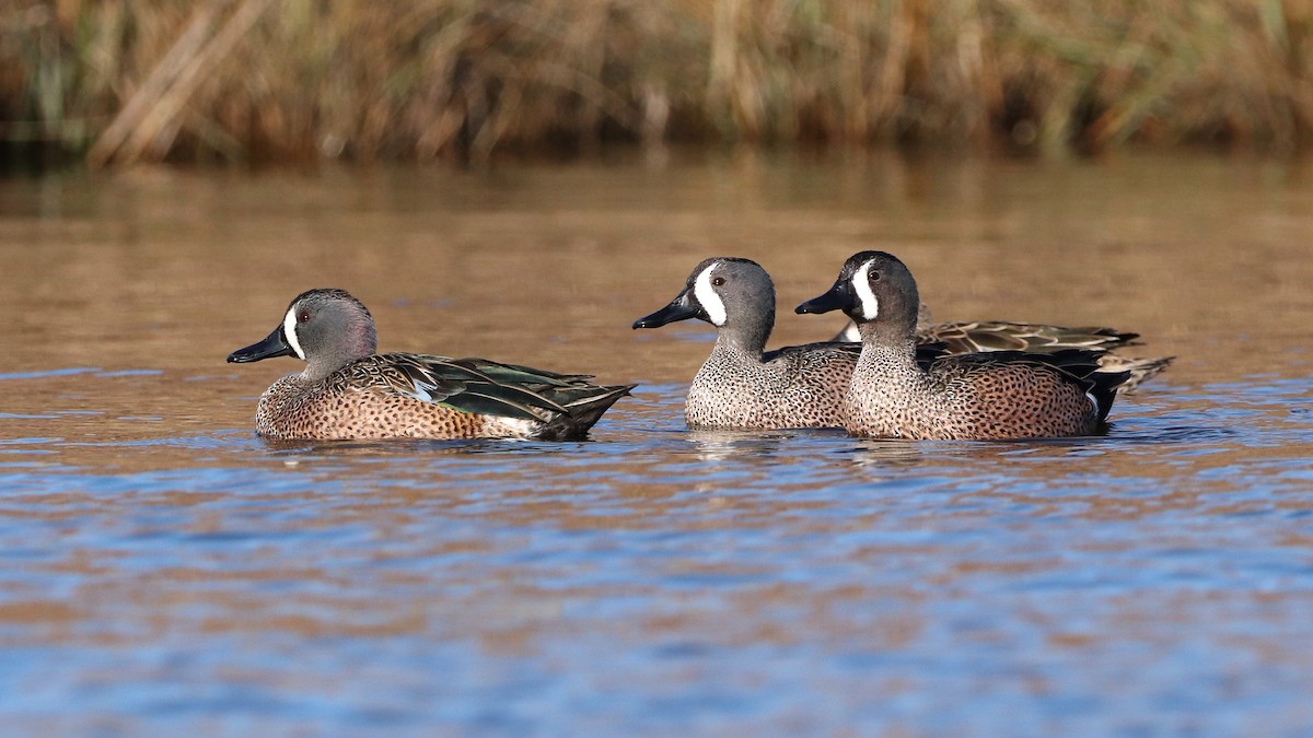 Blue-winged Teal - Will Bennett