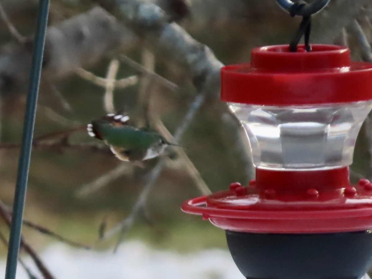 Broad-tailed Hummingbird - ML515365971