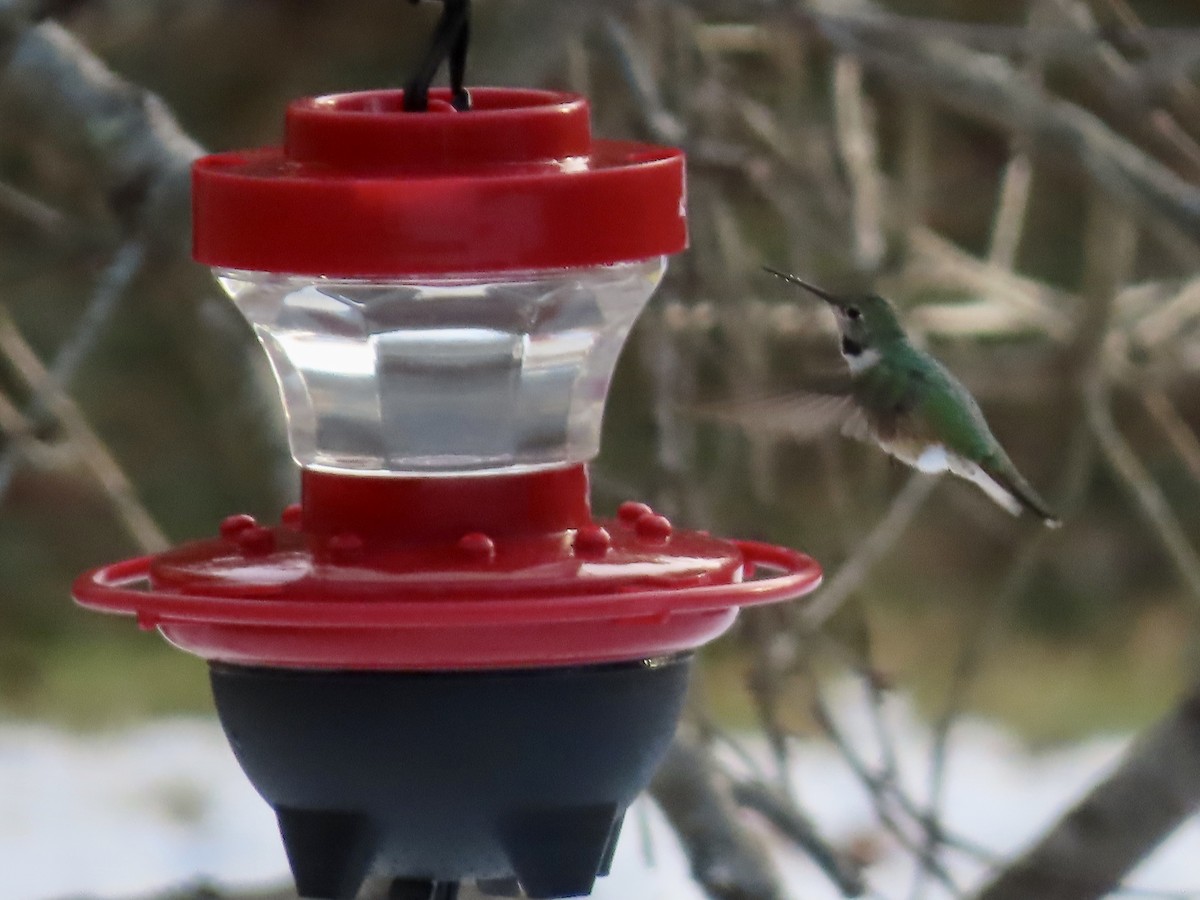 Broad-tailed Hummingbird - ML515365981