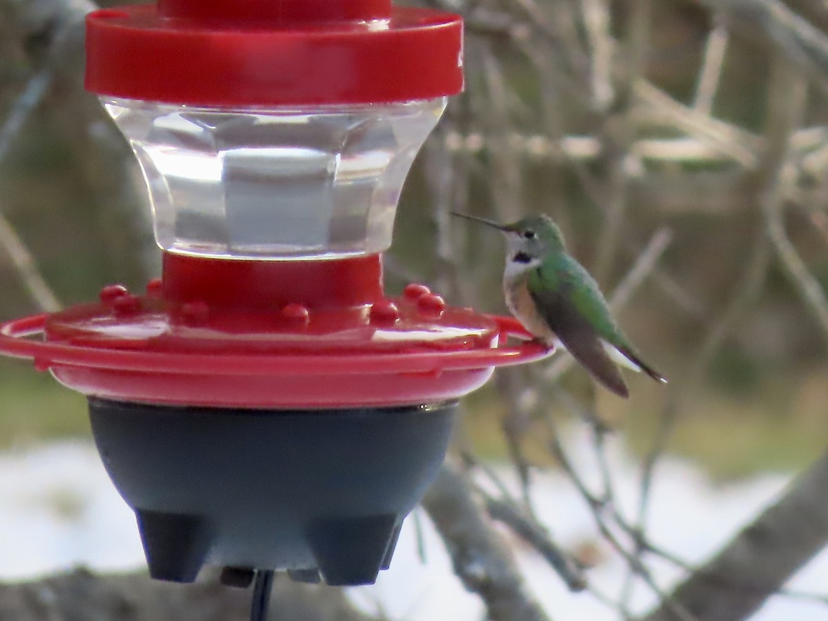 Broad-tailed Hummingbird - ML515366001