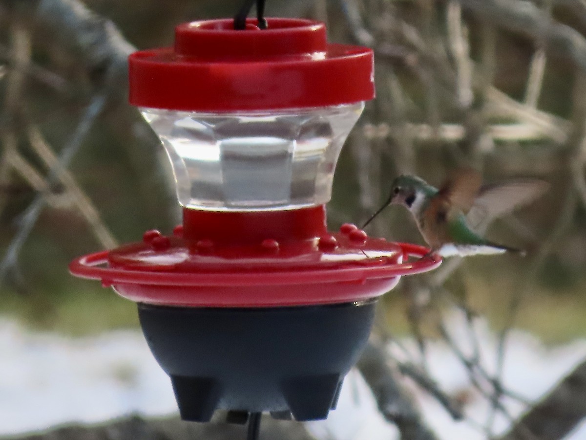 Broad-tailed Hummingbird - ML515366011
