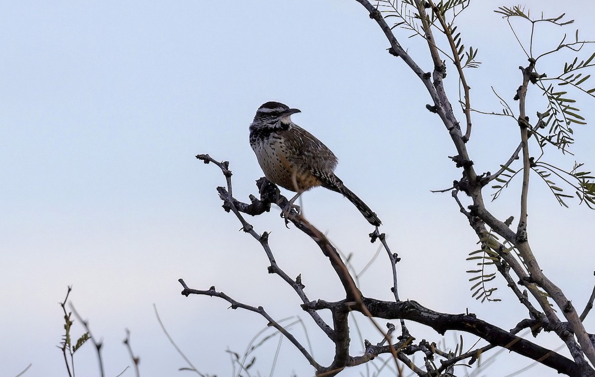 Cactus Wren - ML515366651