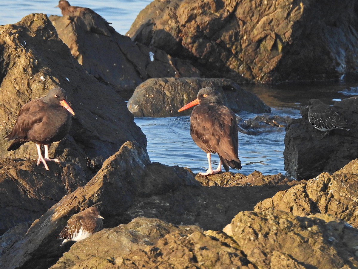 Black Oystercatcher - ML515366771