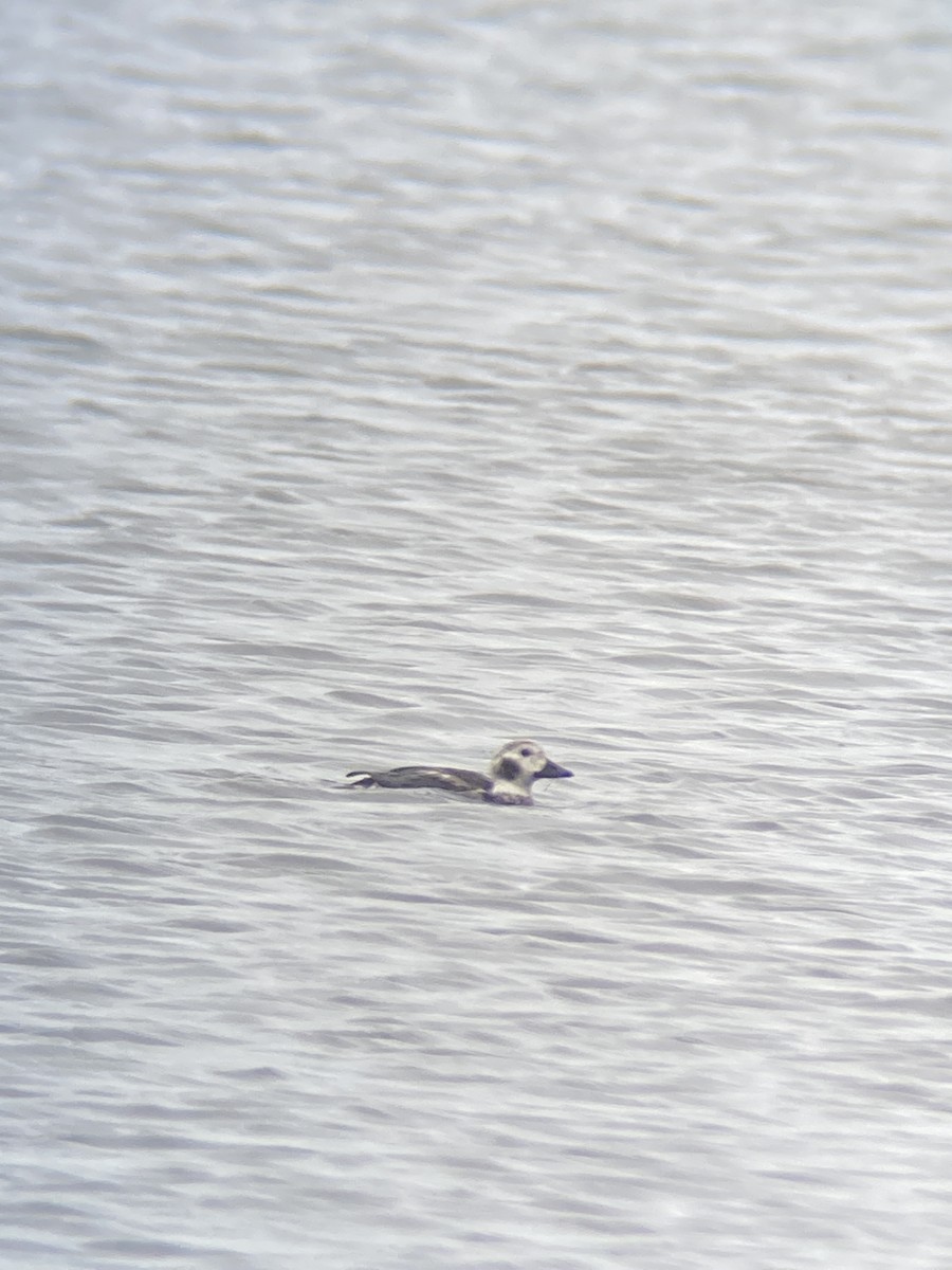 Long-tailed Duck - ML515367061