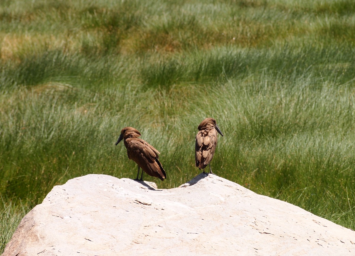 Hamerkop - Anonymous