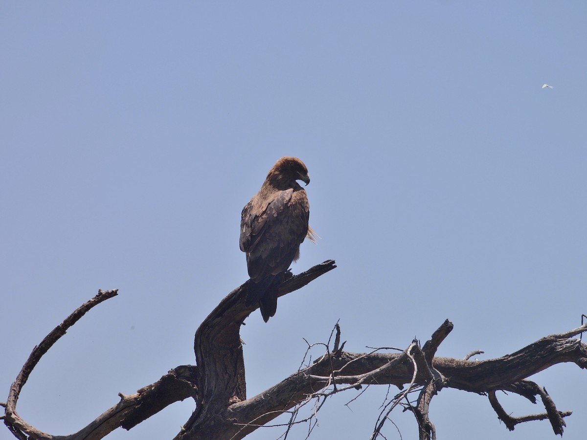 Tawny Eagle - ML515367731