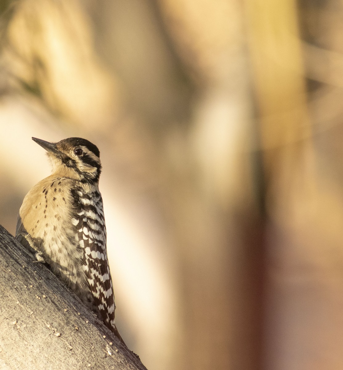 Ladder-backed Woodpecker - Alexander Harper