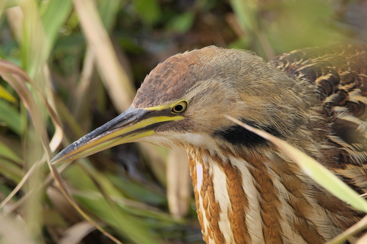 American Bittern - ML515370331