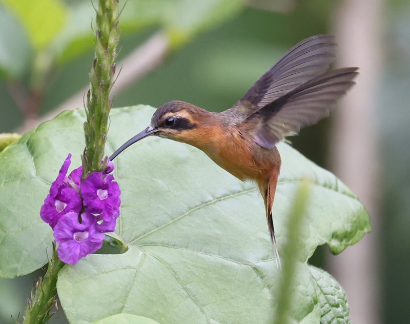 Gray-chinned Hermit - ML515370761