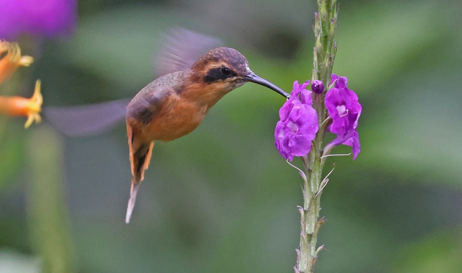 Gray-chinned Hermit - ML515370771