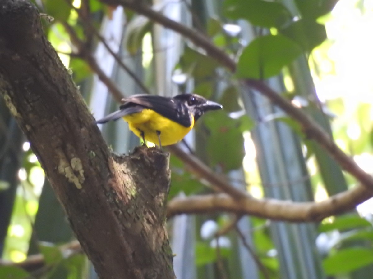Black-throated Shrike-Tanager - Otto Alvarado