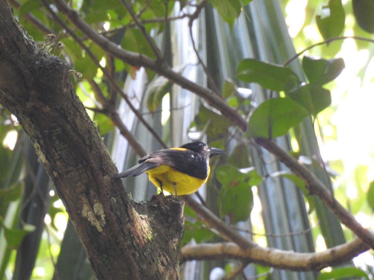 Black-throated Shrike-Tanager - Otto Alvarado