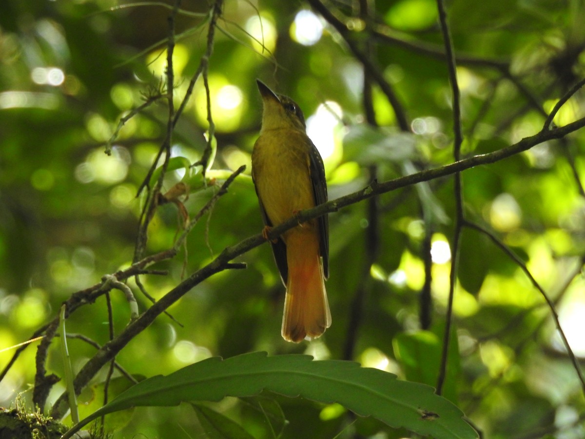 Tropical Royal Flycatcher (Northern) - ML515371181